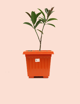 Air Purifying Plants