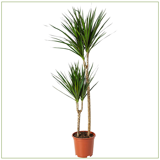 Marginata Dracaena Marginata Plant Large Size