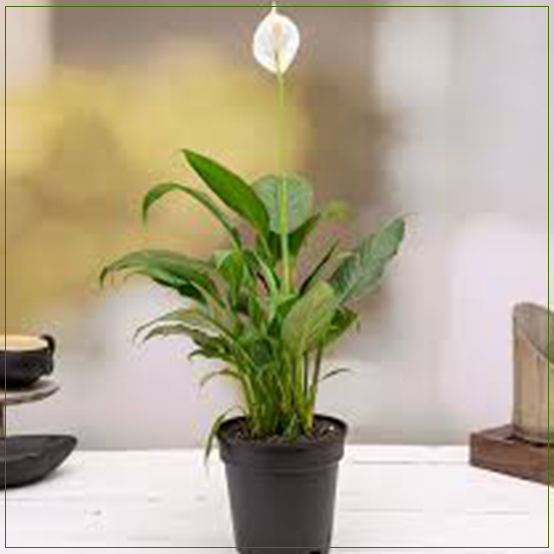 Peace Lily Spathiphyllum Plant MEDIUM In Size