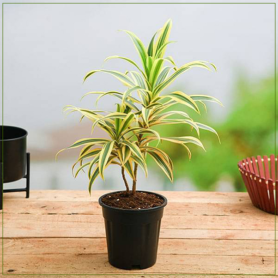 Pleomele Song Of India Golden Plant MEDIUM