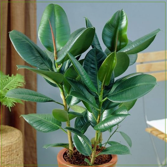 Ficus Elastica Robusta Rubber Plant Green Plant SMALL