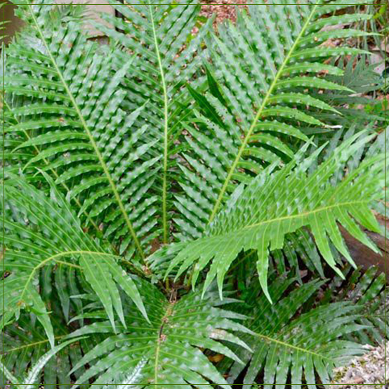 Tree Fern Silver Lady Fern Plant MEDIUM