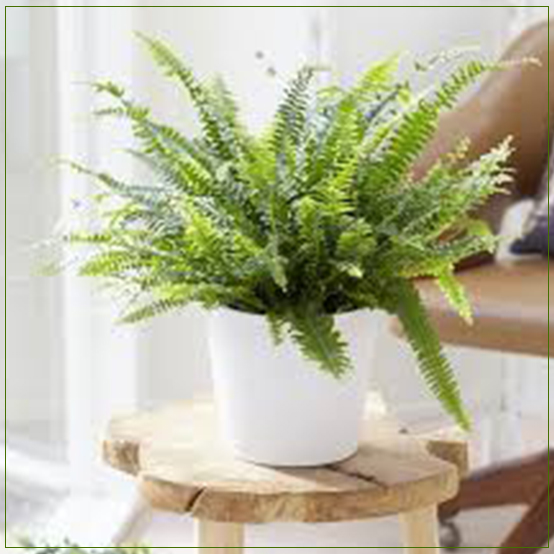 Nephrolepis Exaltata Green Plant MEDIUM