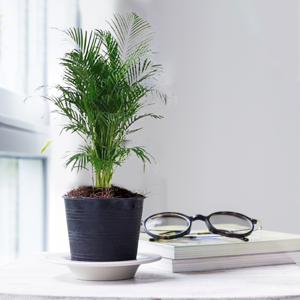 Areca Palm Plant MEDIUM