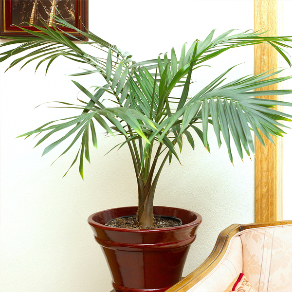 Chamaedorea Microspadix Hardy Bamboo Palm LARGE