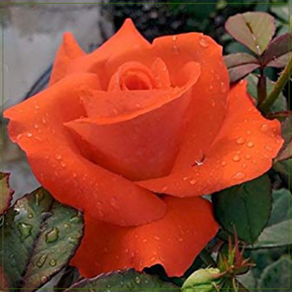 Rose Orange SMALL