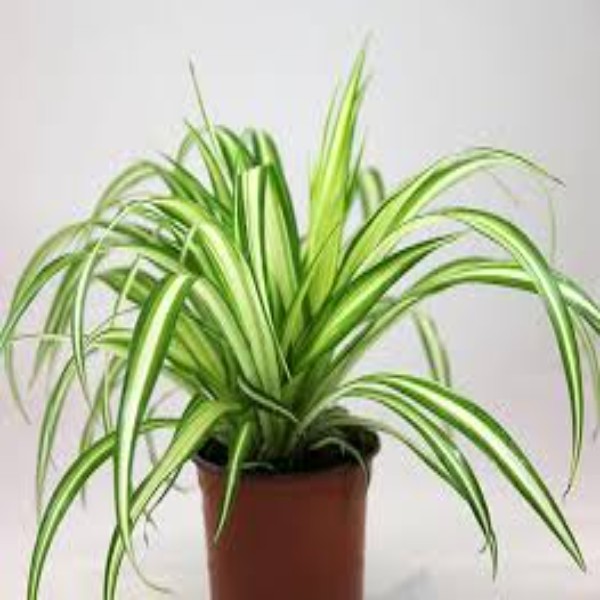 Chlorophytum Spider Plant MEDIUM