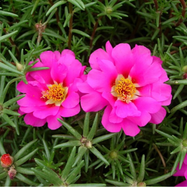 Portulaca 9 O Clock Pink Plant SMALL