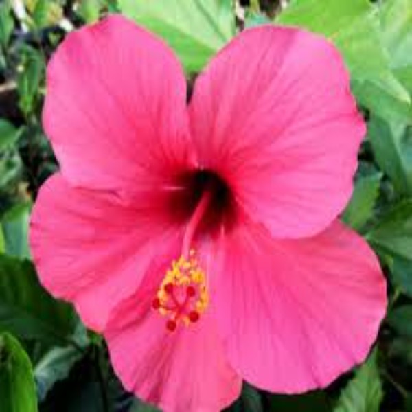 Hibiscus Pink Plant SMALL